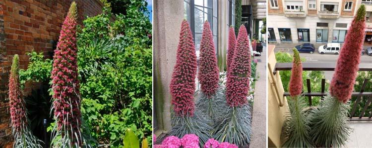Cultivo de tajinaste