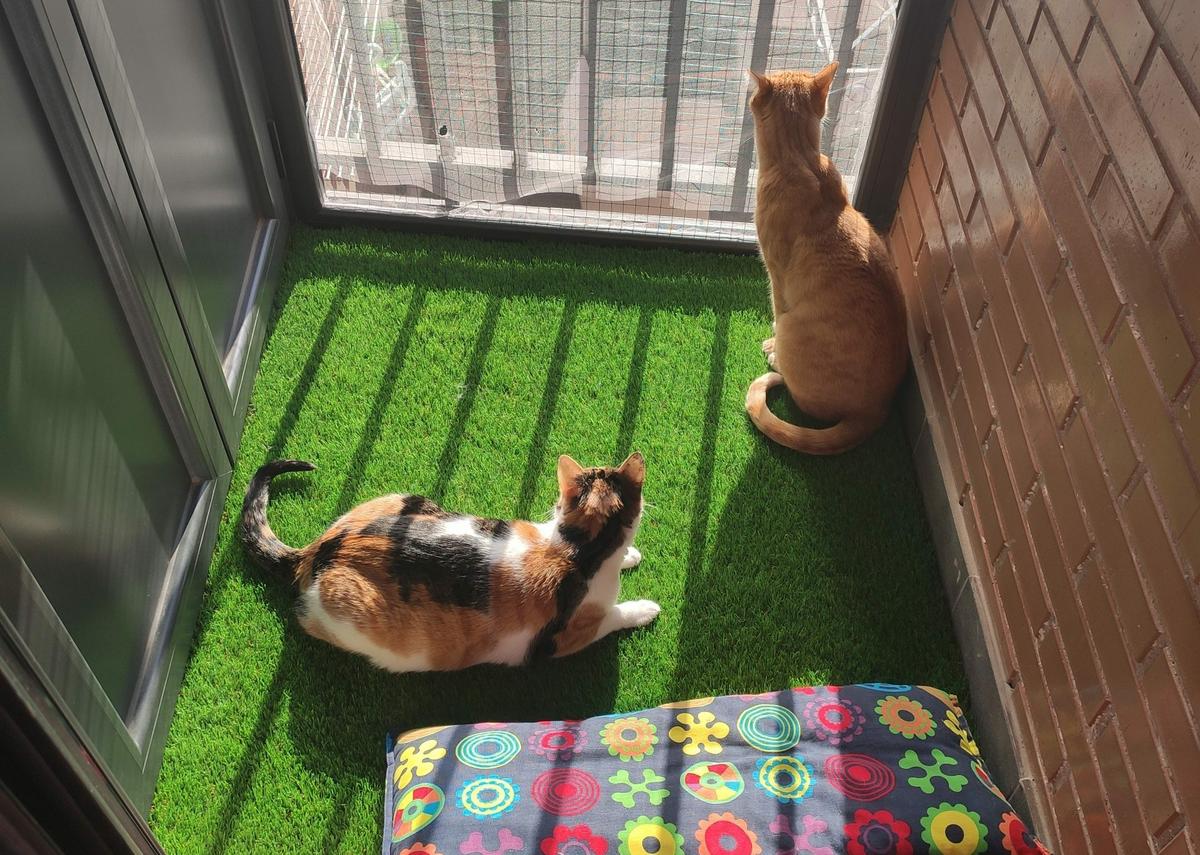 gatos en balcón