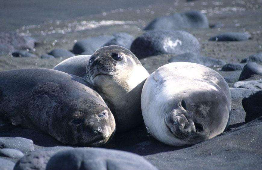 Leones marinos en la Isla Heard