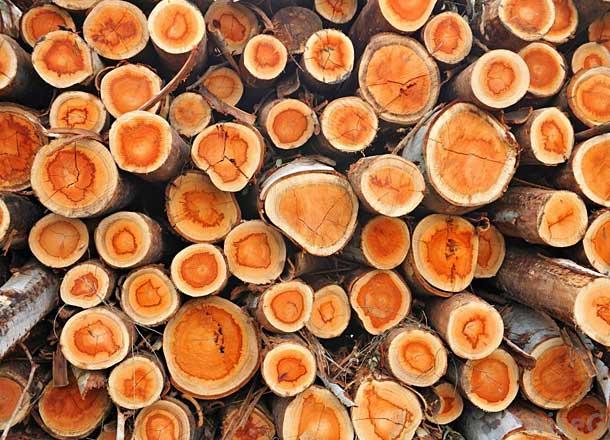 familia olfativa amaderada