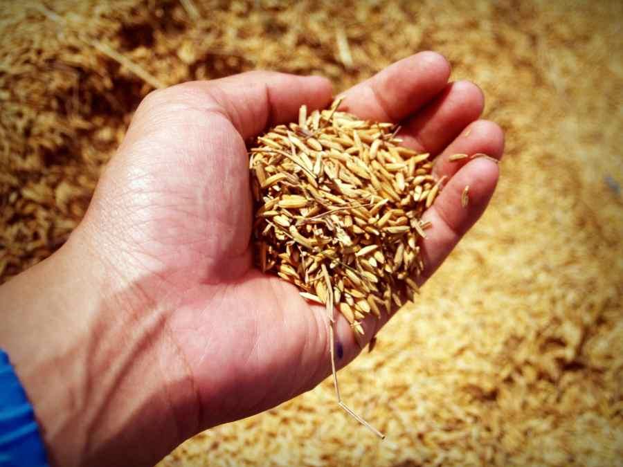 propiedades del salvado de trigo