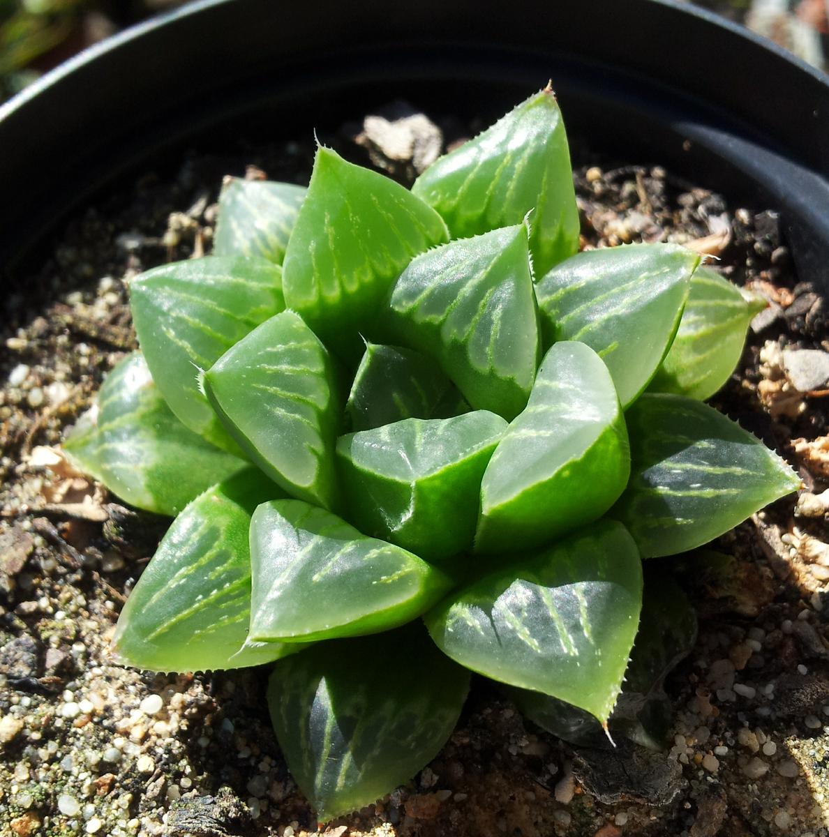 La Haworthia retusa es una crasa perenne