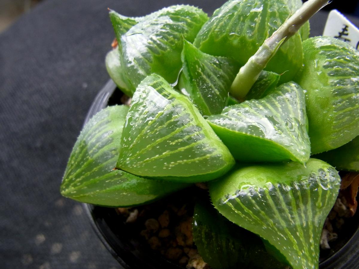 La Haworthia retusa es una crasa perenne