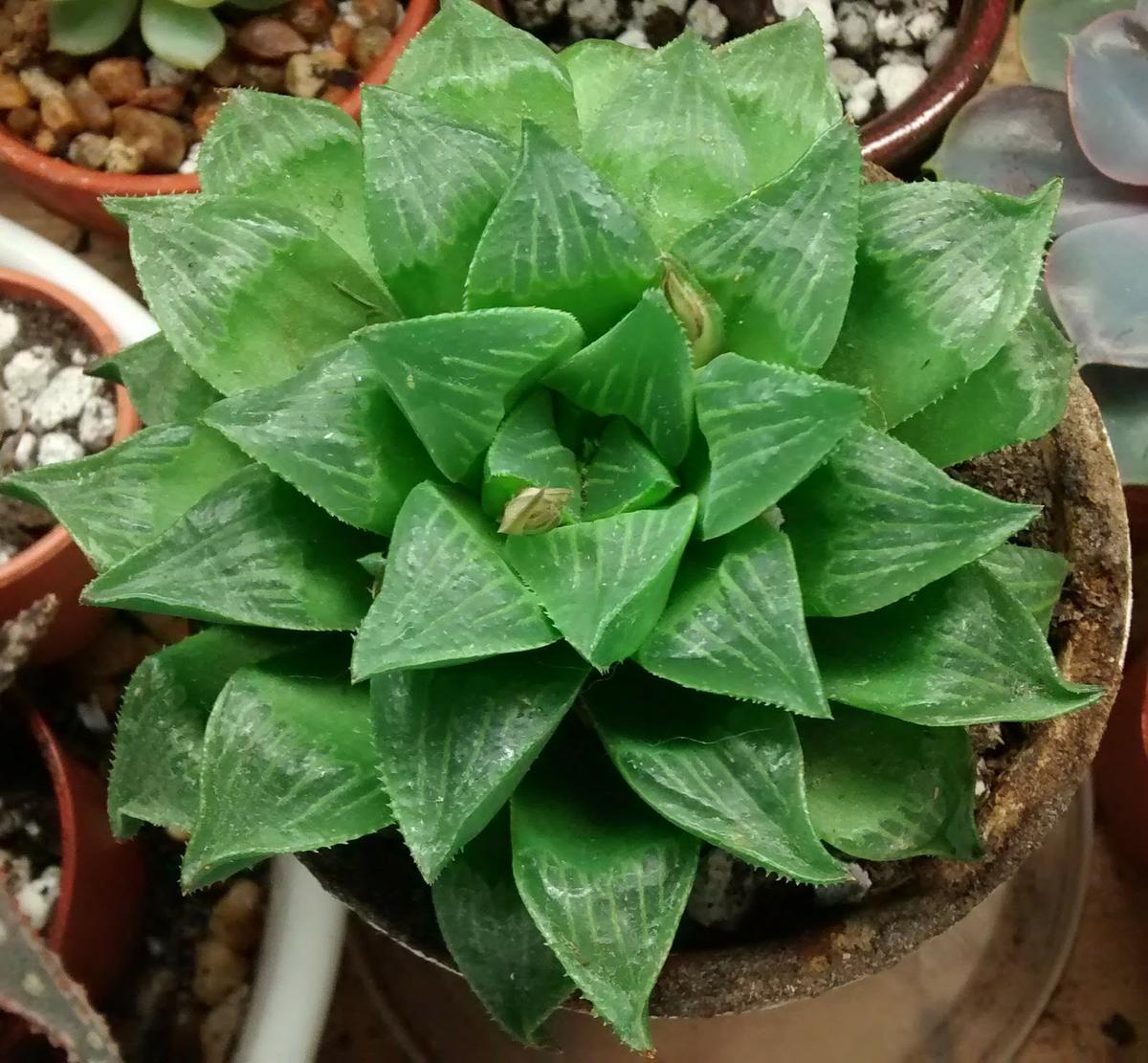 La Haworthia retusa produce muchos hijuelos