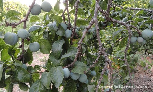 Ciruelo de claudias con ácaros de las yemas
