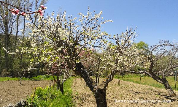 Ciruelo en flor