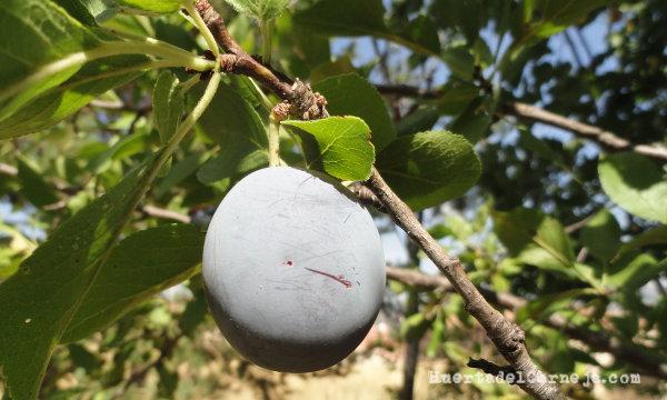 Ciruelo silvestre infestado de ácaros