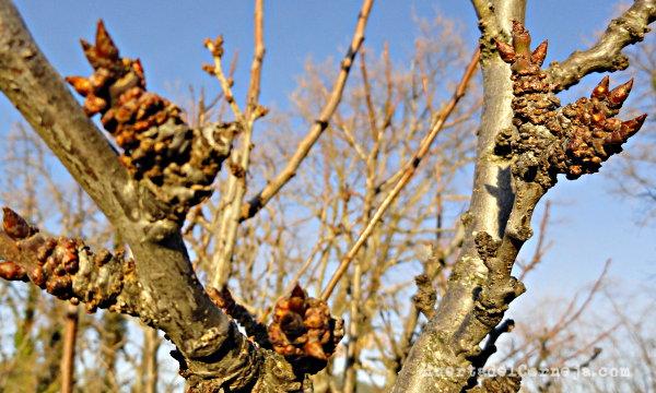 Ciruelo con agallas y yemas en invierno