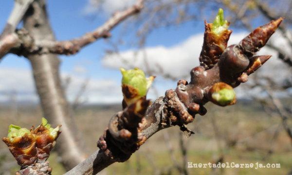 Ciruelo infestado de ácaros, brotando