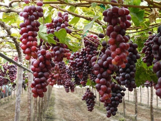 Como sembrar uvas en casa paso a paso