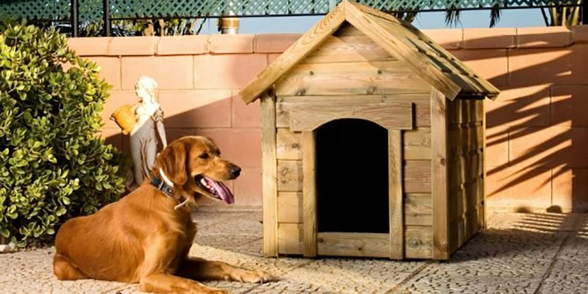Caseta de perro