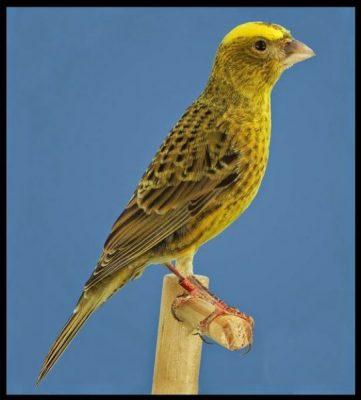 Canario lizard