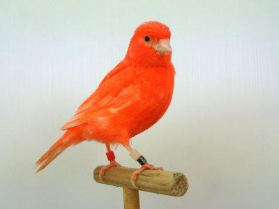 Canario de factor rojo