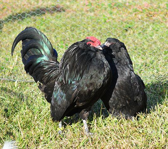 Gallina barbuda amberes pareja negra
