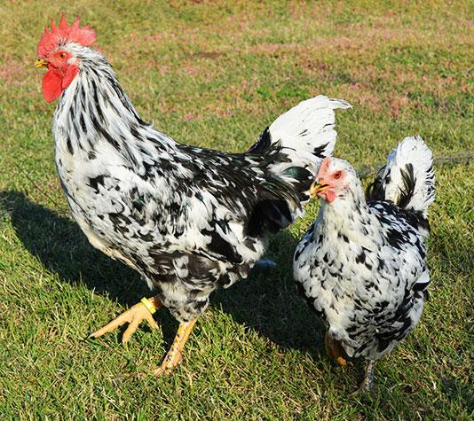 Pareja gallina Pinta asturiana