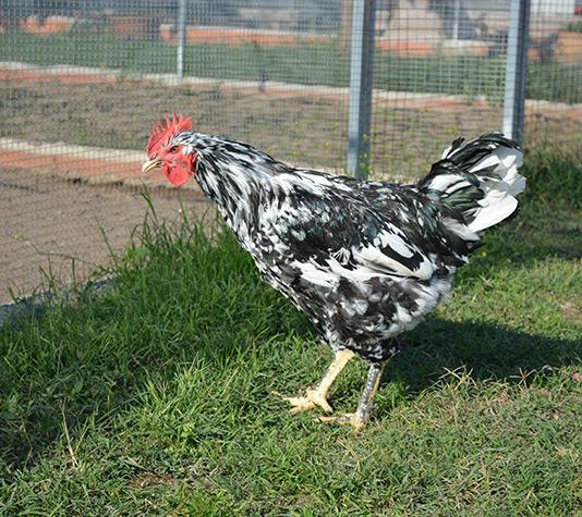 Gallo Pinta asturiana