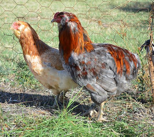 Pareja gallinas Araucana azul trigueño