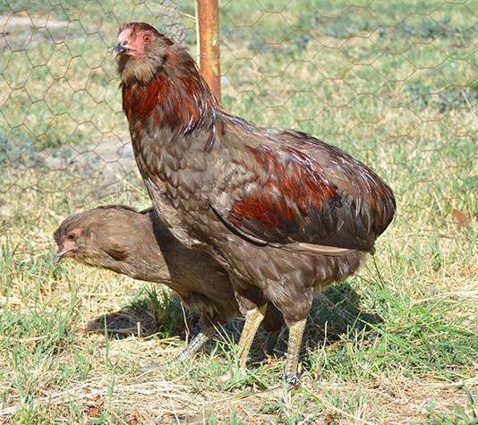 Pareja gallinas Araucana chocolate