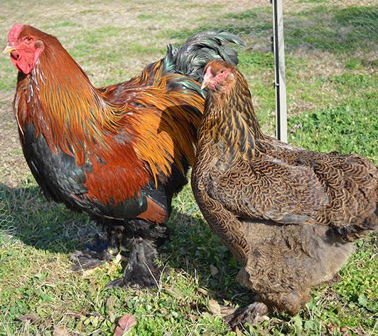 Pareja gallina Brahma dorado aperdizado