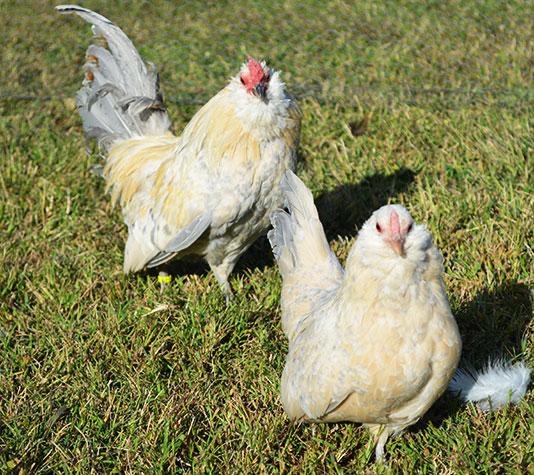 Barbuda amberes porcelana lavanda pareja
