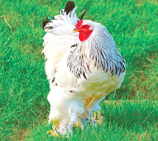 Gallo Brahma blanco armiñado de negro