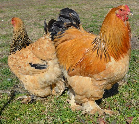 Pareja gallinas Brahma leonado armiñado negro