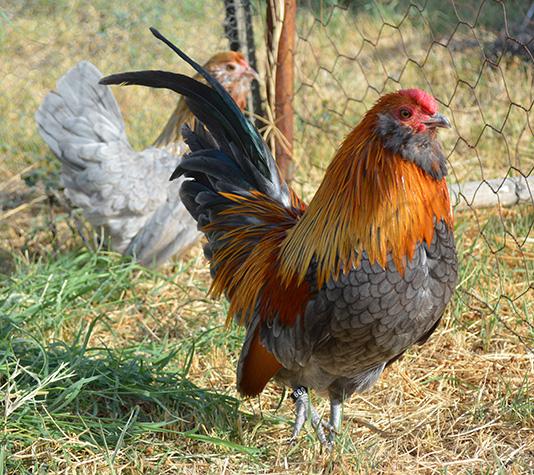 Barbuda de amberes pareja dorado azul
