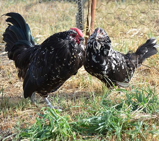 Barbuda de amberes pareja negro moteado