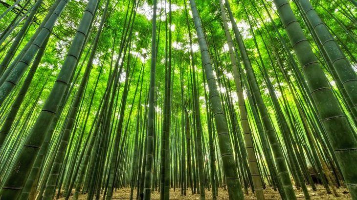Bosque de bambús