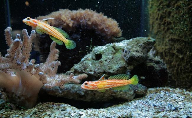 que hace el filtro por tu acuario