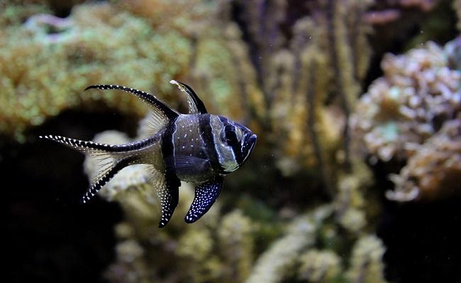 fugas en un acuario. 0