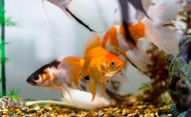 fugas en un acuario. 0