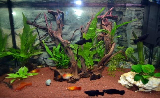 calentador del acuario