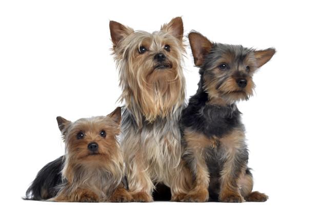 Grupo de 3 Yorkshire Terrier