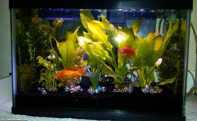 acuario de 38 litros