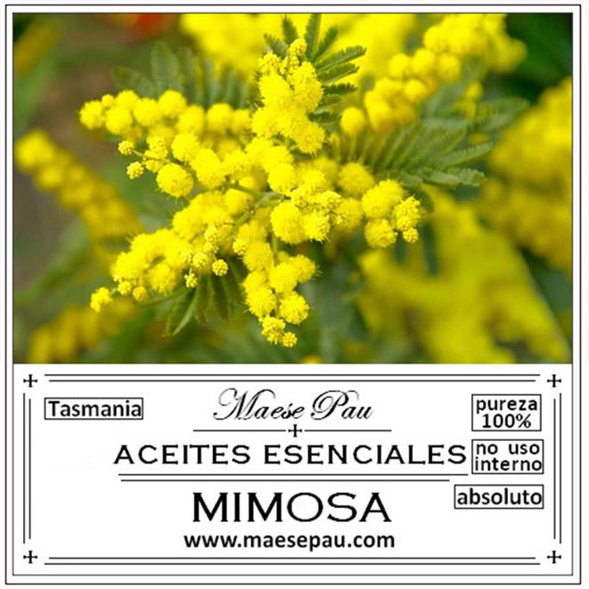 absoluto de mimosa para perfumes niche