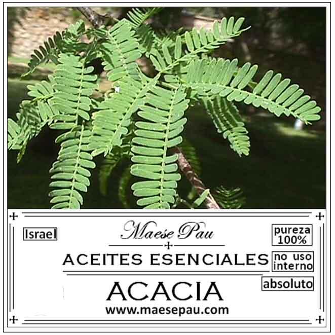 Absoluto de Acacia Dulce