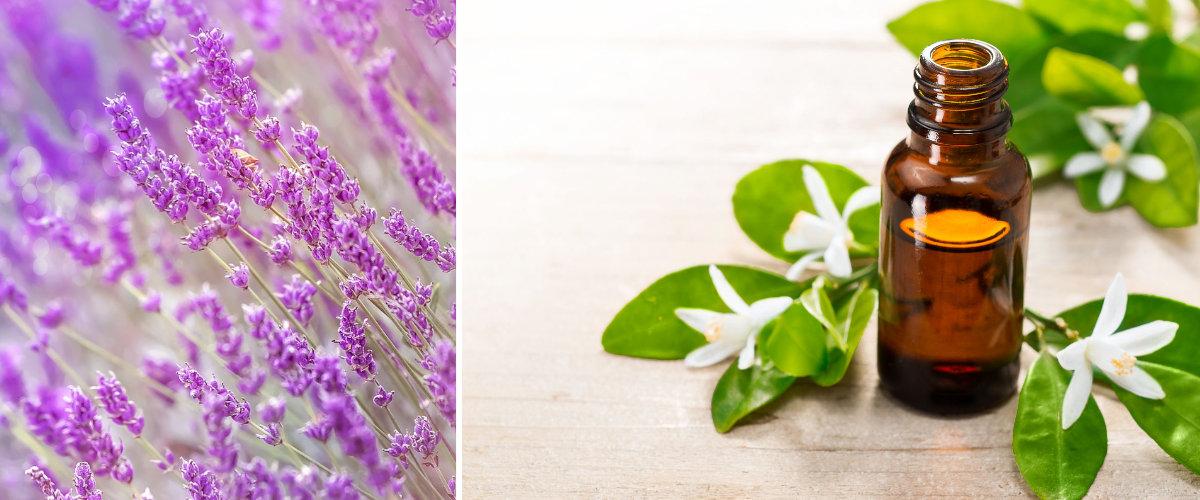 Lavanda y azahar