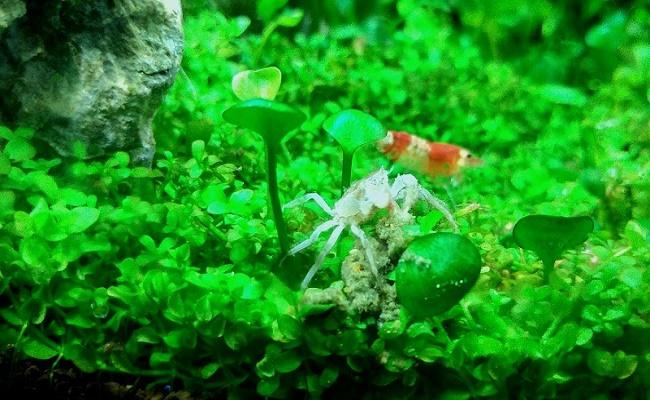 micro cangrejos tailandeses