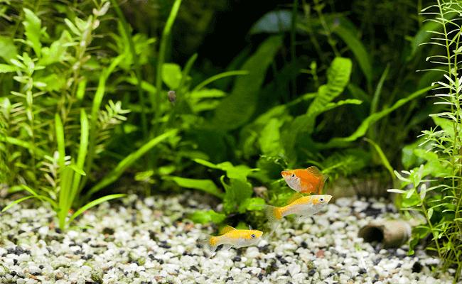 Errores en el acuario
