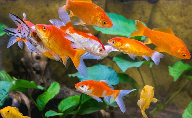 Errores en el acuario