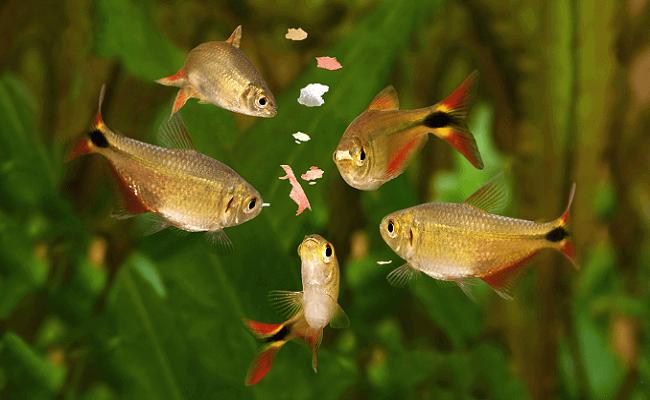 Errores en el acuario