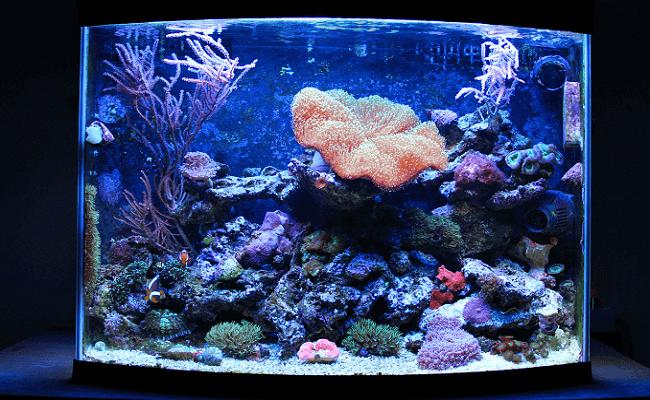 Errores en el acuario