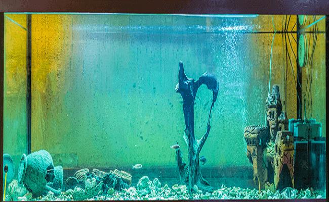 Errores en el acuario