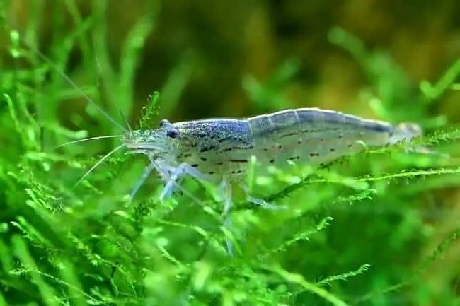 acuario plantado