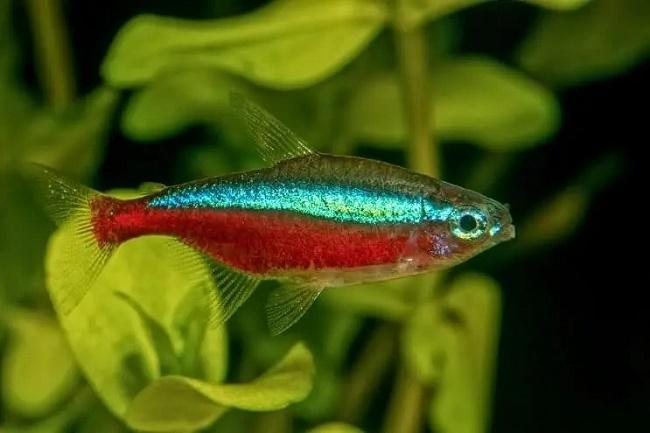 acuario plantado
