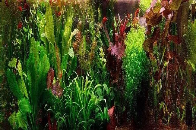acuario plantado