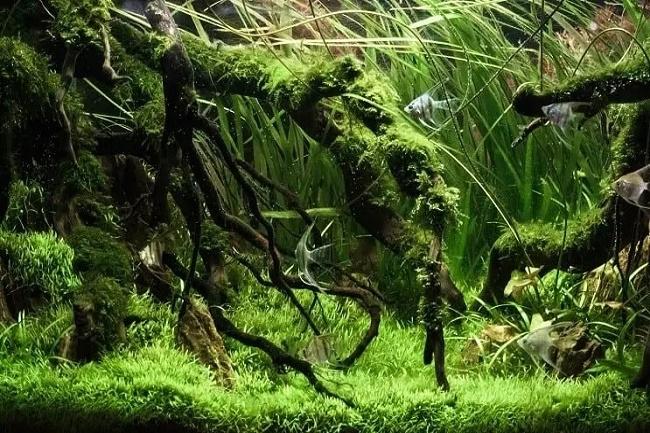 acuario plantado