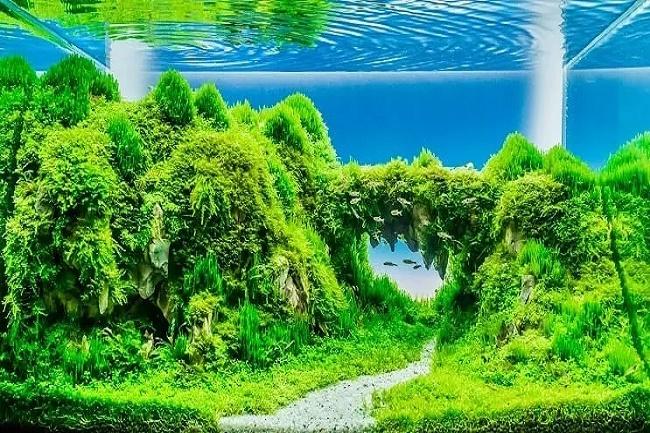 acuario plantado