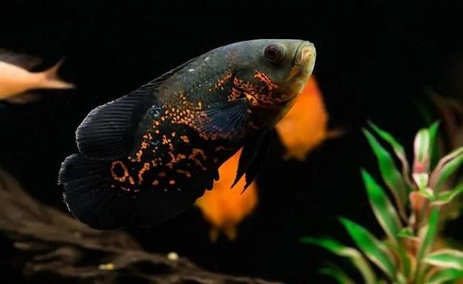 tanque de cíclidos perfecto